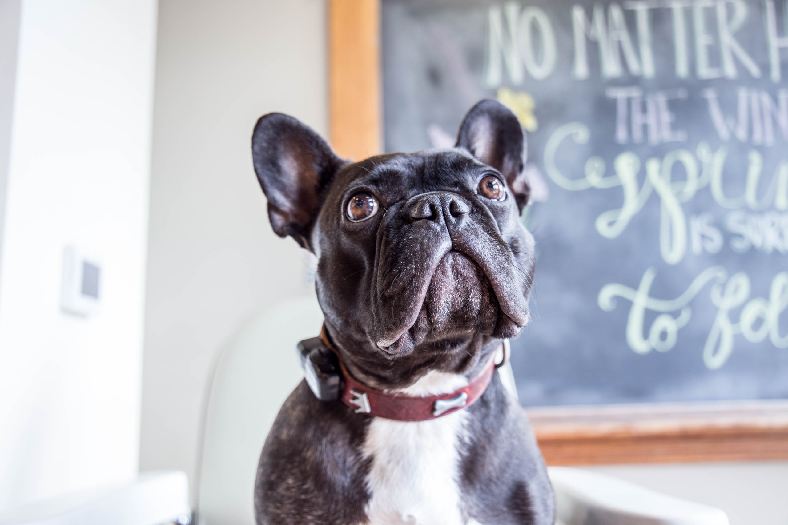 Photograph of Boudreau, Office Dog